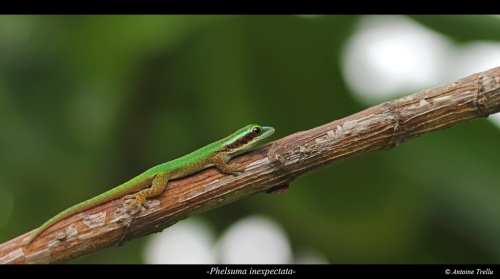 jeune gecko vert sur une branche